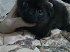 Британская кошечка