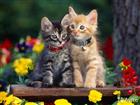 Отдам котят от кошки мышеловки