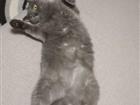 Шотландская прямоухая кошка