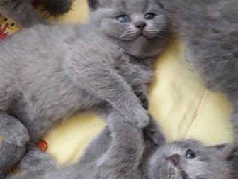      (Scottish- fold)       (Scottish-straight),    :       