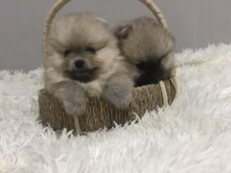 Померанцы, возраст 1,5 мес вес 500 г, , маленькие ушки, короткие мордочки, красивая шерсть, Без брака,  Родители Чемпионы России, в Чите