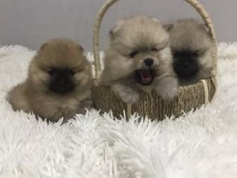 Померанцы, возраст 1,5 мес вес 500 г, , маленькие ушки, короткие мордочки, красивая шерсть, Без брака,  Родители Чемпионы России, в Чите