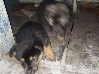  2  ,    ,   