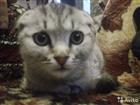   (Scottish fold)