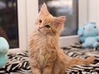 Котёнок Мейн-кун