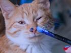 Кот рыжий, котёнок