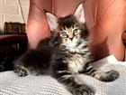 Котята мейн-кун