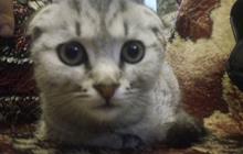   (Scottish fold)