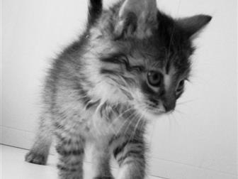  foto     , 1,5 , , 32703136  