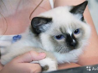        4    Ragdoll,    ,    seal mitted,  seal bicolor,    ,  