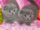  Scottish Fold