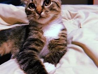   ,     