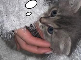   - , ,    ??  !  ,     -    ,   100 ,    (   
