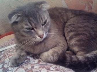 Срочно!!!!! Отдам шотландскую веслоухую кошку с котёнком,  Бесплатно!!! Отдаю очень срочно в связи с переездом,  Очень умная, спокойная, к лотку приучена с детства! в Кемерово