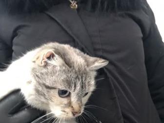 Во подвале дома на ул,  Авроры, 14 поселились два замечательных котика,  Видимо, были домашними, потому что очень ласковые, мурчалку включают сразу, стоит только в Кемерово