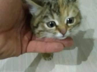     ,    