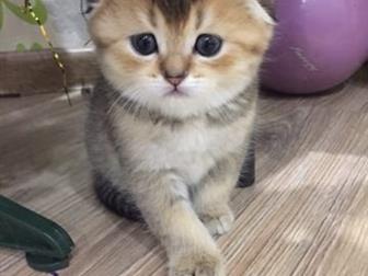          ,    ,    ,   ,  