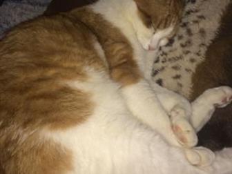 Отдам кота в добрые руки,  Кот кастрированный 5 лет, в комплекте миска, туалет, шлейка,  Соискатель добрый отзывчивый Человек! в Кирове