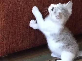 Милый котёнок, ласковый и игривый, отдам в хорошие руки, 2,5 месяца в Краснодаре