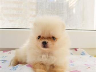 GERMAN SPITS/TOY/ POMERANIAN  !  , , !  ,    1,8,  ! -   1,8  