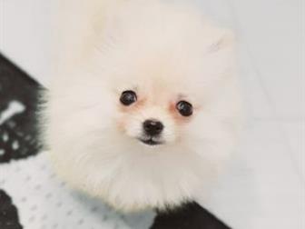 GERMAN SPITS/TOY/ POMERANIAN  !  , , !  ,    1,8,  ! -   1,8  