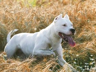  ,  Dogo argentino,             ,    