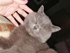 Одам кошку
