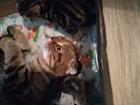 Котята шотландские вислоухие