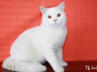  Marshmallow       ,   ,  ,     9   6300,  ,  
