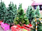 Увидеть изображение  Новогодние живые елки, сосны, искусственные елки оптом, 43901391 в Москве