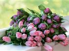 Смотреть foto  Производство и продажа тюльпанов оптом к 8 марта 67917636 в Москве