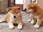 ���� �����