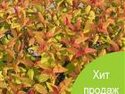 Свежее изображение  Купить саженцы Спиреи, красивый, декоративный кустарник 76647199 в Москве