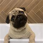������