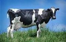Концентрат для дойной коровы 20% Purina