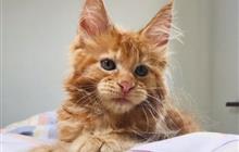 Maine Coon