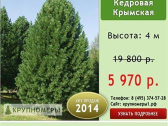  foto    ,  70%! 32327453  