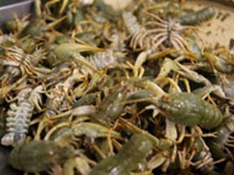  foto      100 , 33203315  --