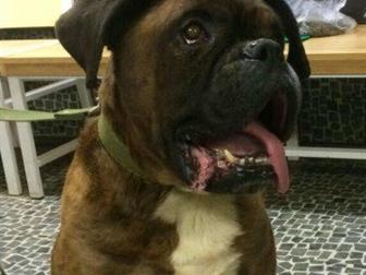 ������, ������, ������, 17, 11, 2009��� ������ Boxer � ������