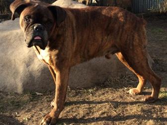 ������, ������, ������, 17, 11, 2009��� ������ Boxer � ������