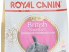    Royal Canin Kitten British Shorthai