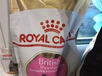    Royal Canin Kitten British Shorthair,    2    1/3,  :    ,    ,   