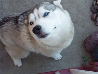         ,   ,    ,     ( ),   