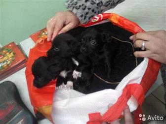 продаются щенки 1 месяц,  и ещё продажа орехов чищеные 1 кг 600 рублей в Новошахтинске
