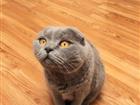   Scottish Fold