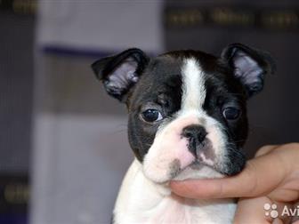 �������� PREMJER BOSTON ,�,  ����������� ���������� � �������������� ������ ������ ������� , �� �������� �������� ���������, ������� �������� � ������� ����  � ������� � ������������