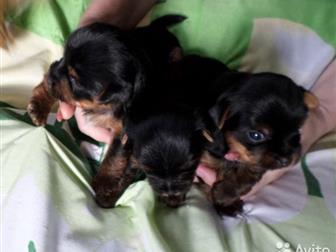 ��� �������������� ��������, ���� 2,3 �� ,���� 2,2 ��,  �������� 15 �������, ���� ������, � ������������