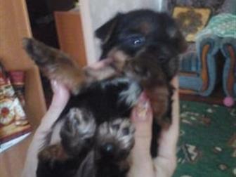 ��� �������������� ��������, ���� 2,3 �� ,���� 2,2 ��,  �������� 15 �������, ���� ������, � ������������