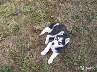 ������������ ����� �������� �����,  ������ � ����������, �����������,  ���� ��������,  �������� �����: ���������, ������, ����� ������ ������� ���� ��� ����� � �����, � ������������