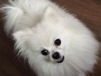 �������������, ����������� ����� ����� � ����� �������,  ������, ������, ����������� (������),  ������� 2 ����,  ������� ����������,  ������ �������� � ���, � ������������